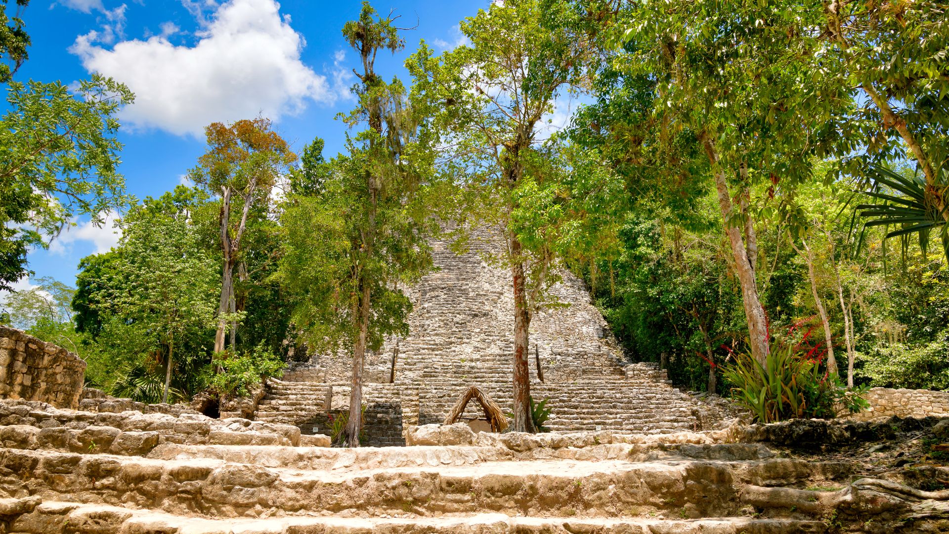 cobá