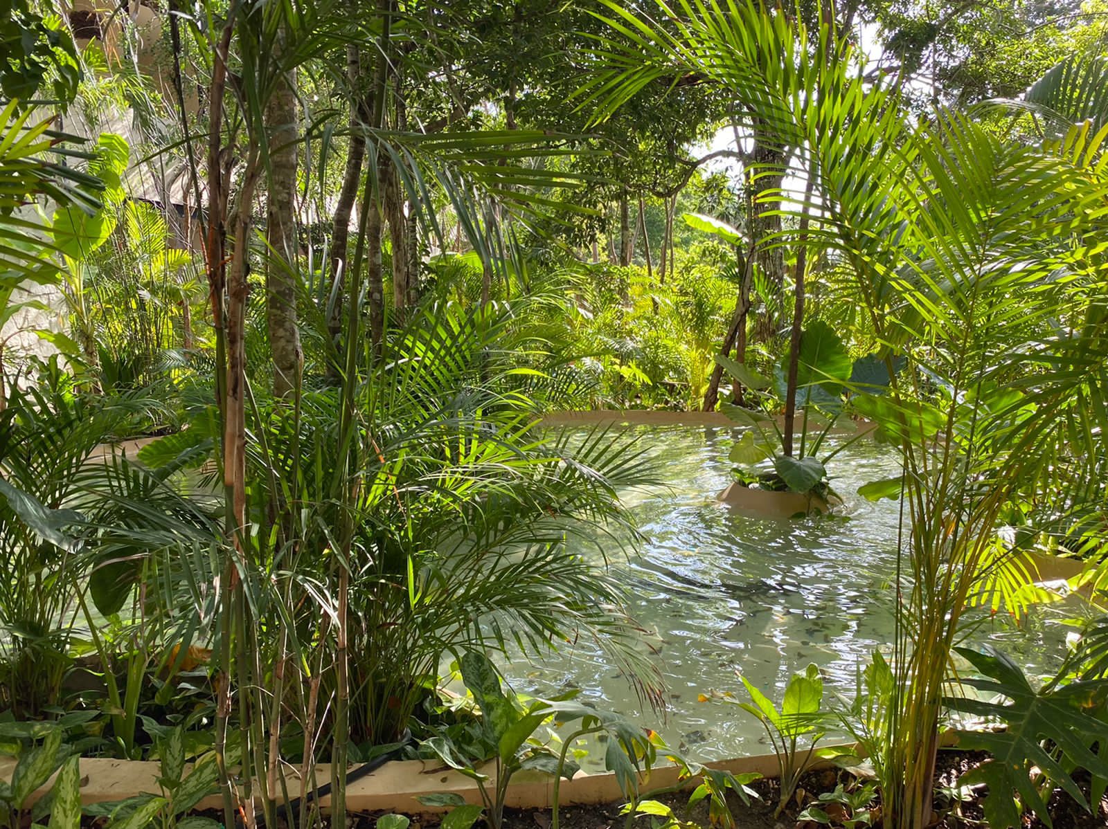 o new project in aldea zama premium tropical pool